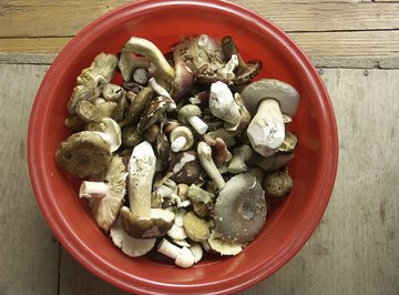A bowl of assorted fresh-picked wild mushrooms.
