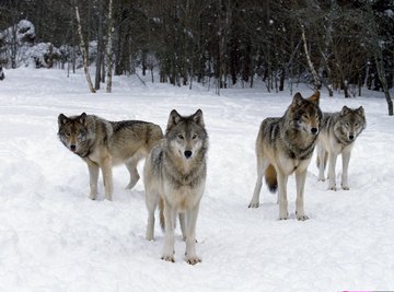 A pack of wolves standing in the snow near a forest.