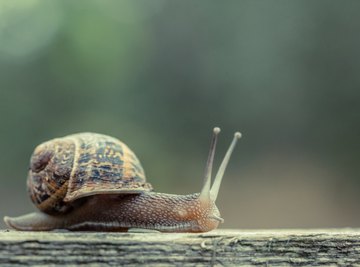 A snail on a wood ledge.