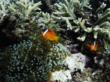Coral and coastal fish inhabit warmer waters where salinity is low and oxygen levels are high.
