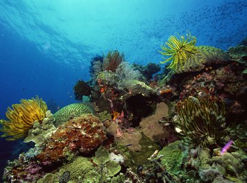 Feather stars prefer shallow-water habitats.