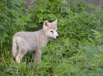 Wolf pups begin howling within a few weeks of birth.