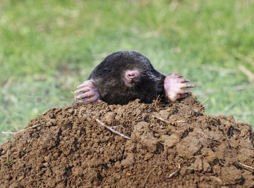 Moles are among the animals who dig at night.