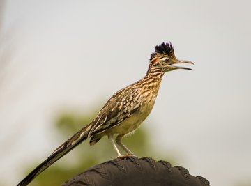 A roadrunner bird