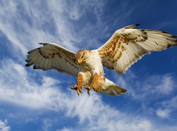 A large hawk comes in for an attack on its prey.