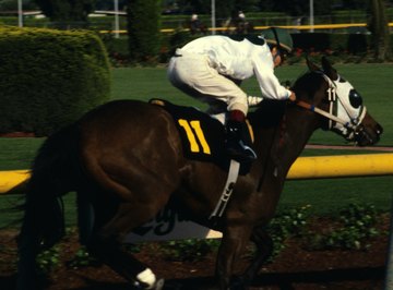 Racehorses are selectively bred for traits that increase their ability to run fast.