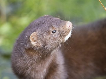 Differences Between Minks & Weasels