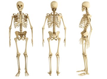 Why Are Bones Important to the Body? | Sciencing