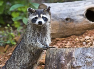 Visit a nature center to study woodland habitats.