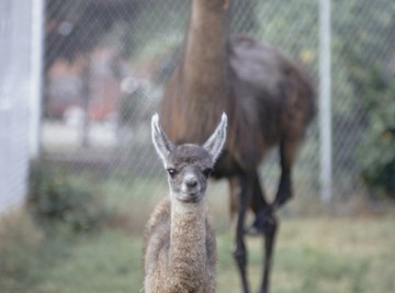 Specialty livestock such as llamas increasingly occur in Oregon.