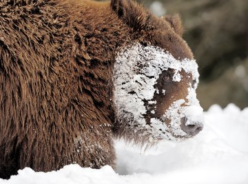 How Do Animals Adapt to the Temperate Rainforest