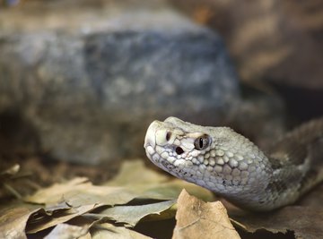 The Common Snakes of Oklahoma