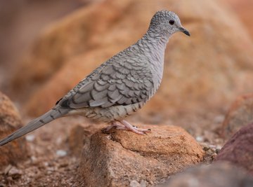 Characteristics Of Doves