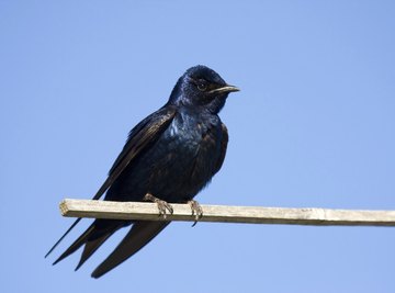 Male Purple Martin