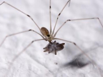 Common House Spiders in Wisconsin