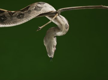 Nonvenomous boa constrictors inhabit the trees of Quintana Roo.