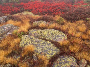 As first colonizers in succession, lichens can grow on bare rock surfaces, eventually breaking them down to soil where plants can grow.