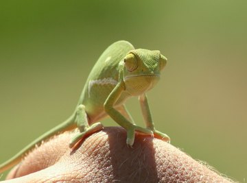 What Are the Adaptations for Reptiles to Live on Land