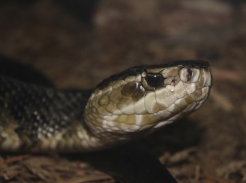 Cottonmouths prefer to live near water where they hunt fish, frogs and other snakes.