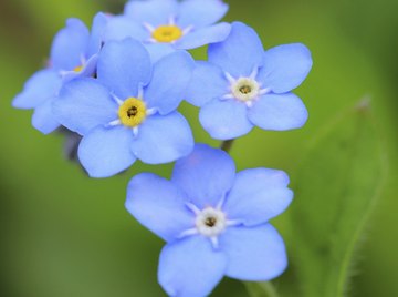 The forget-me-not, Alaska's state flower, is one of many blue-hued flowers found in the state.