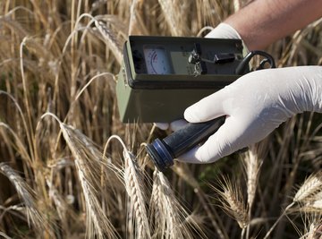 Scientist uses a Geiger counter to measure radioactive materials in wheat