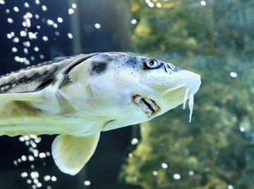 List of Fish That Are Bottom Feeders Sciencing