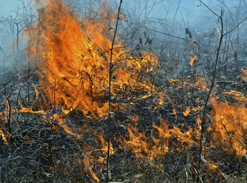 In dry weather, the wind can quickly whip a small brush fire into a larger one.