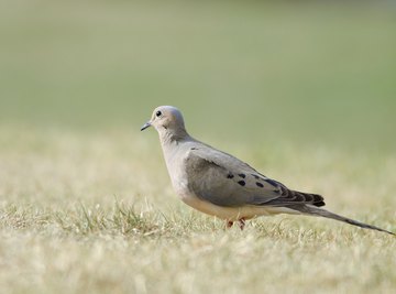 Mourning doves forage on the ground for seeds.