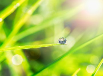 Photosynthesis in plants.