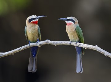 Two birds sitting on a branch.