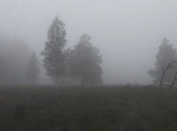 Many trees in Germany's Black Forest have been damaged by acid rain.