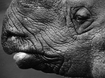 Rhinoceros skin looks tough, but it's actually quite sensitive.