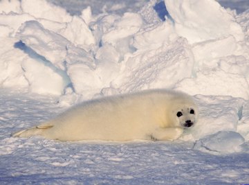 Harp seals live in the northern Atlantic and Arctic Oceans.