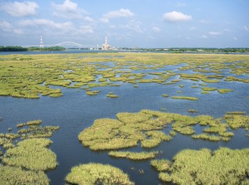 Wetlands do more than give frogs a place to live.