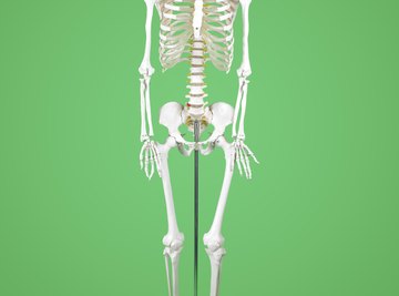 Using a model to study the structure and function of bones helps improve understanding.