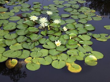 Water Lily Adaptations