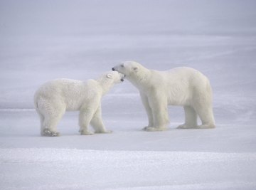 Polar bears play fighting in the snow.