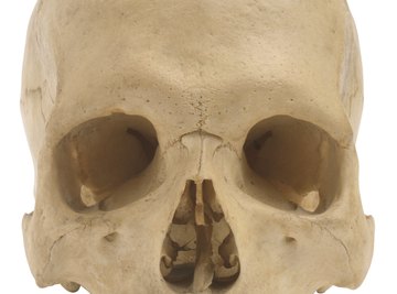 The skull is made up of many different bones joined at sutures.