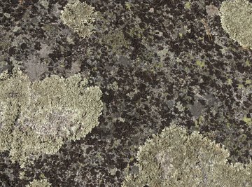 Lichen are an example of a symbiotic relationship that benefits both parties.