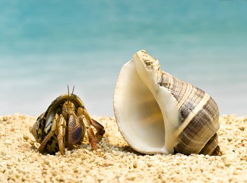 Hermit crabs change shells as they grow larger.