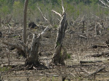 Deforestation is a major issue in many countries.