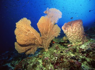 The sea sponge breathes by diffusion across each cell membrane.