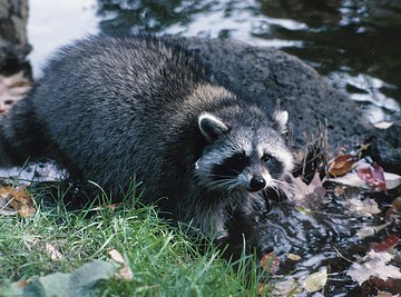 What Enemies Do Raccoons Have