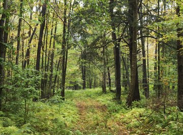 Forests play an important role in determining weather.