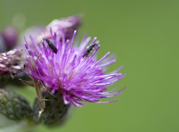 Creeping thistle is an example of an angiosperm.