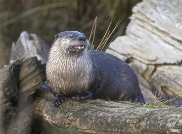 Otters will consume prey in the water or sometimes haul it ashore.