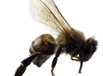 Some honeybee species can reproduce asexually.