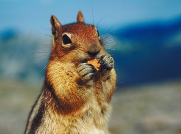 Animal Adaptations for Temperate Grasslands