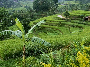 A variety of genes allows populations to adapt to changing environmental conditions.