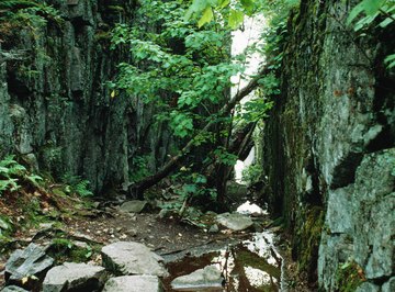 A forest ecosystem includes communities living in and around a stream.